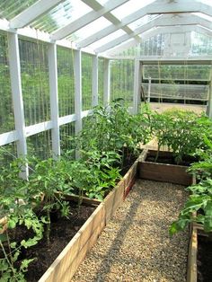 an indoor greenhouse filled with lots of green plants and dirt ground next to it's walls