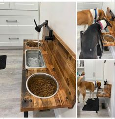 a dog eating food out of a bowl on top of a kitchen counter next to a sink