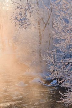 the sun shines through trees and snow covered branches near a small river in winter