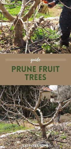 Our fruit tree pruning guide is an indispensable resource for your DIY garden projects. Learn the best time to prune fruit trees to encourage vigorous growth and abundant fruit in your backyard orchard. This guide is perfect for gardeners embarking on growing fruit trees and winter homesteading projects. Additional tips and tricks for a fruitful harvest await at ladyleeshome.com.