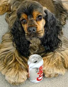 a dog sitting on the floor next to a can of soda