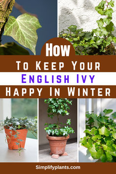 the words how to keep your english ivy happy in winter are overlaid by photos of potted plants