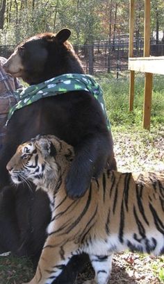 two bears and a tiger are sitting on the ground