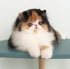 a fluffy cat sitting on top of a blue table