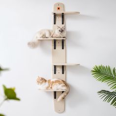 two cats sitting on top of wooden shelves in the shape of bookshelves,