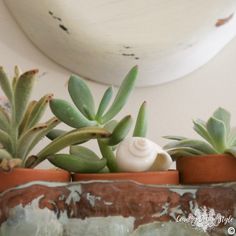 succulents and other plants in clay pots on a shelf