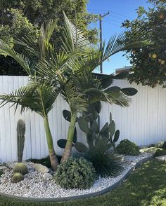 Backyard Landscaping Coastal, Beach Plants Coastal Gardens, Palm Tree Landscape Ideas Backyards, Palm Springs Landscaping Front Yards, Palm Springs Garden Australia, Pool Landscaping Modern, Palm Tree Backyard, Coastal Front Yard, Bangalow Palms