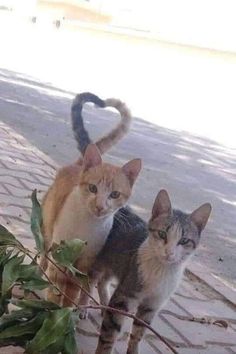 two cats standing next to each other on a brick sidewalk near a planter with leaves