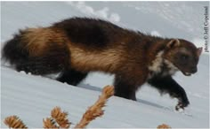 a brown and black animal walking across snow covered ground