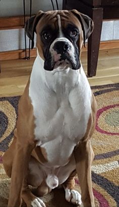 a brown and white dog sitting on top of a rug