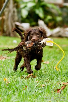 a dog running with a toy in it's mouth on the grass and holding something in its mouth