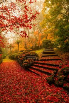 an autumn scene with red leaves on the ground and stairs leading up to trees in the background