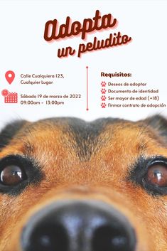 plantilla de poster, poster, adopción de mascotas, perros, canva, editable, gratis, personalizable, adopción responsable, template, pets, dogs Dog Food Social Media Design, Dog Social Media Post, Dog Shelter Social Media, Dog Adoption Poster, Pet Adoption Poster, Halloween Flyer, Canvas, Animals