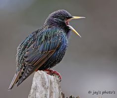 a colorful bird sitting on top of a wooden post