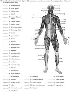 the human body and its major muscles are shown in this diagram, with labels on each side