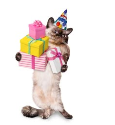 a cat wearing a birthday hat and holding presents