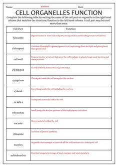 cell organes function worksheet