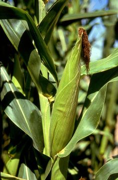 an ear of corn is growing in the field