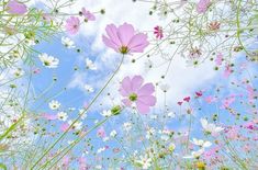 pink and white flowers are in the middle of a field with blue sky behind them