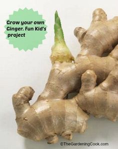 How to Re-Grow Ginger from Kitchen Scraps Kids Gardening Projects, Compost Container, Easy Plants To Grow, Diy Gardening