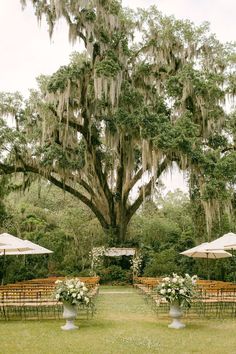 an outdoor ceremony setup with chairs and umbrellas in front of a large oak tree