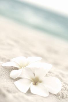 two white flowers laying in the sand at the beach