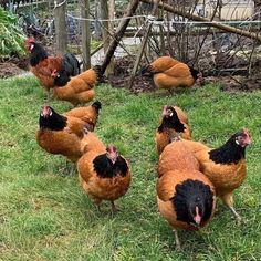 a group of chickens standing on top of a lush green field