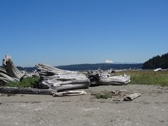 an old tree stump sitting on top of a sandy beach