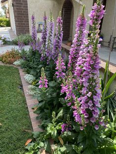 purple flowers line the side of a house