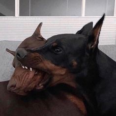 a black and brown dog laying on top of a couch with its mouth open next to a cat