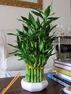 a bamboo plant sitting on top of a wooden table next to a pile of books