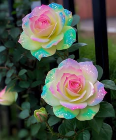 two pink and yellow roses with water droplets on them in front of a black fence