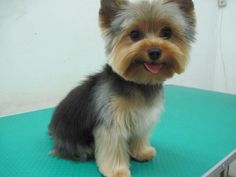 a small dog sitting on top of a green table next to a white and black wall