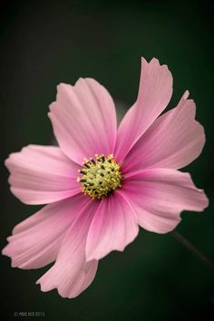 a pink flower with yellow stamens on it's center is photographed in the dark