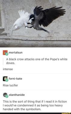 Cat Memes Laughing, Cute Crow, Crow Pictures, Jackdaw, Funny Tumblr Posts, Animal Jokes, Crows, Cute Little Animals, Animal Memes