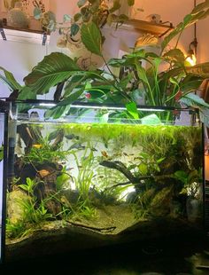 an aquarium with plants and rocks in it