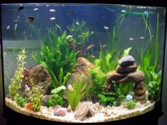 an aquarium with rocks and plants in it