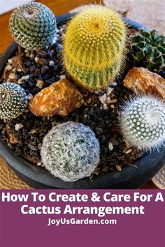 How To Make A Cactus Dish Garden. There are any references about How To Make A Cactus Dish Garden in here. you can look below. I hope this article about How To Make A Cactus Dish Garden can be useful for you. Please remember that this article is for reference purposes only. #how #to #make #a #cactus #dish #garden