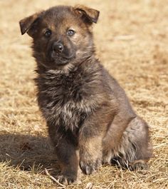 a brown dog sitting on top of dry grass