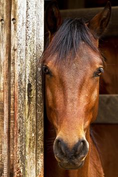 a brown horse sticking its head out of a barn door with it's eyes open