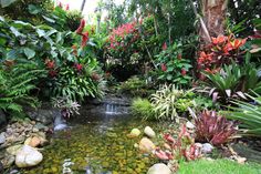 a small pond surrounded by lush green plants