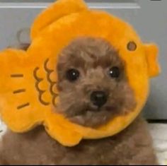 a small brown dog wearing a yellow fish hat