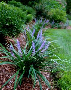 a blue plant in the middle of some grass and dirt with bushes behind it on either side