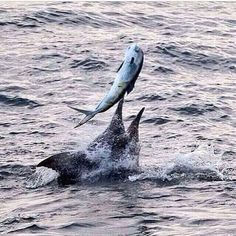 two dolphins are jumping out of the water