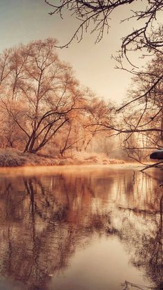 a body of water surrounded by trees and fog