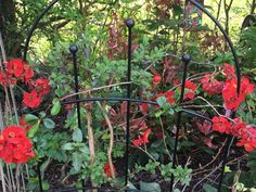 red flowers are growing in the garden behind a black iron fence with green leaves on it