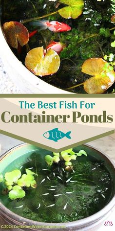 the best fish for container pond with plants and water lilies in it is an easy way to make your own koi pond