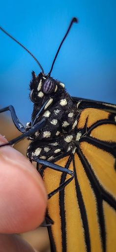 a close up of a butterfly being held by a person's hand with blue sky in the background