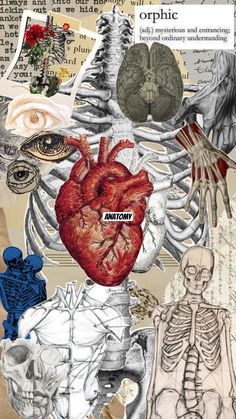 a collage of human body parts and bones, including the torso, heart, lungs, and eye