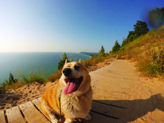 a dog is sitting on a wooden bench near the water and sand, with its tongue hanging out